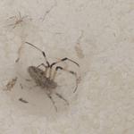 20190516 Fazenda Rema entomofauna teias de aranha super resistentes (9)