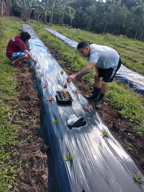 20190520 Fazenda Fruticultura plantio abacaxis mulching (1)