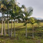 20190527 Fazenda germinação de forrageiras na área das palmeiras renovação de pastagem