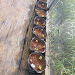 20190605 Fazenda Fruticultura mudas goiaba-de-galápagos guayabillo Psidium galapageium (1)