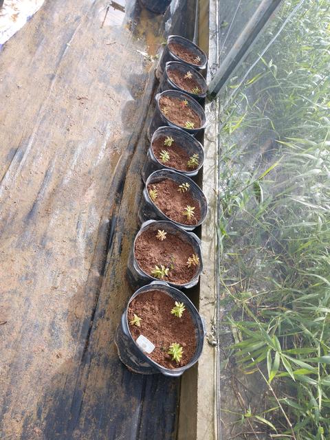 20190605 Fazenda Fruticultura mudas goiaba-de-galápagos guayabillo Psidium galapageium (1)