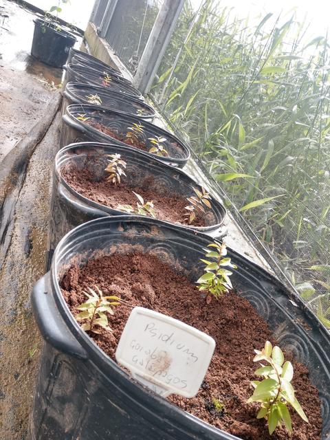 20190605 Fazenda Fruticultura mudas goiaba-de-galápagos guayabillo Psidium galapageium (2)