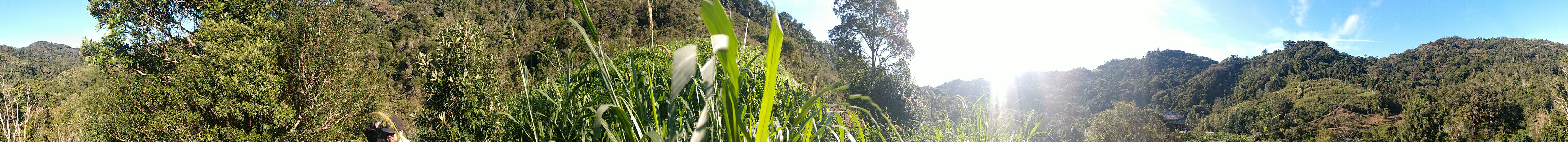 20190607 Fazenda visita SAF Agrofloresta Sítio Florbela Sertão do Ribeirão (5)