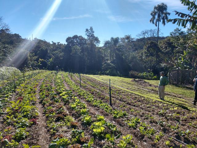 20190607 Fazenda visita SAF Agrofloresta Sítio Florbela Sertão do Ribeirão (23) Olericultura horta