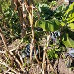 20190607 Fazenda visita SAF Agrofloresta Sítio Florbela Sertão do Ribeirão (32) consórcios