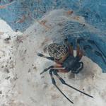 20190624 Fazenda Entomologia Aranha aracnídeos (1)