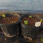 20190624 Fazenda mudas de sementes de Galápagos Fruta-cola