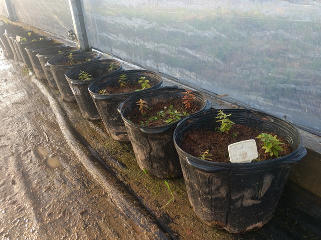 20190624 Fazenda mudas de sementes de Galápagos goiaba-de-galápagos guayabillo Psidium galapageium