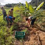20190628 Fazenda Agrofloresta SAF colheita de aipim mandioca batata-doce (1)