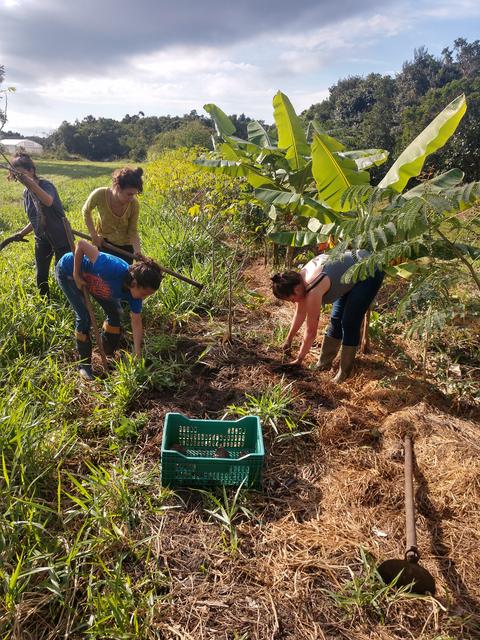 20190628 Fazenda Agrofloresta SAF colheita de aipim mandioca batata-doce (1)