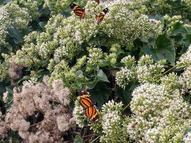 20190629 Fazenda Florada trepadeiras insetos lepdópera borboleta entomologia (2)