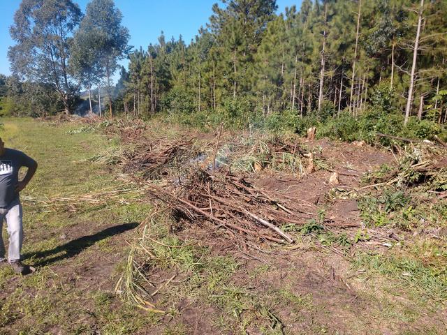 20190705 Fazenda Estruturas Destoca de árvores da borda da cerca (1)