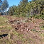 20190705 Fazenda Estruturas Destoca de árvores da borda da cerca (2)