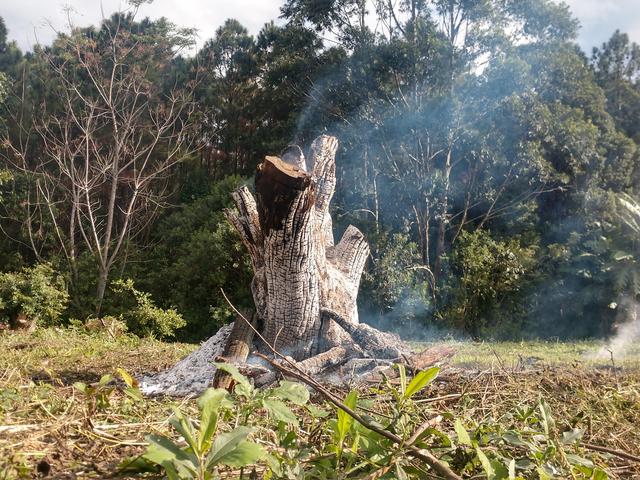 20190705 Fazenda queima de toco de árvore a ser destocada ao lado do galpão para construção do novo (1)