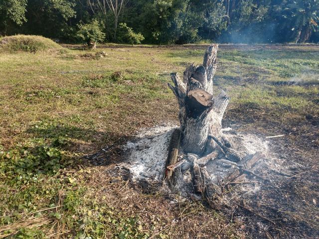 20190705 Fazenda queima de toco de árvore a ser destocada ao lado do galpão para construção do novo (3)