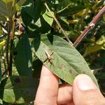 20190712 Fazenda Feijão-guandu com inseto sugador entomologia (3)