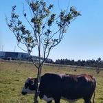 20190716 Fazenda Bovinocultura gado se coçando em árvore (1)
