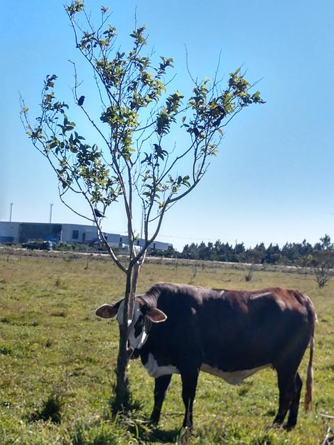 20190716 Fazenda Bovinocultura gado se coçando em árvore (2)