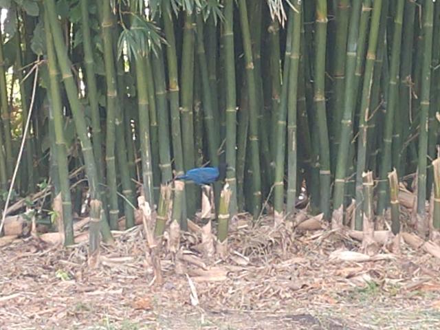 20190717 Fazenda Bambusa tuldoides com gralha-azul