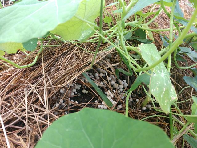 20190718 Fazenda SAF cogumelos sob palhada embaixo da abóbora