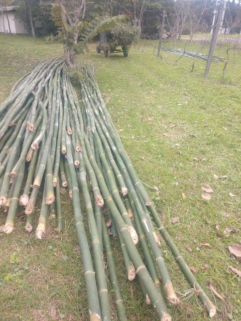 20190719 Fazenda Bambusa tuldoides touceira a ser removida para obra nova adm estrutura (1) bambus cortados