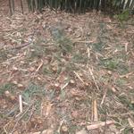 20190719 Fazenda Bambusa tuldoides touceira a ser removida para obra nova adm estrutura (4)