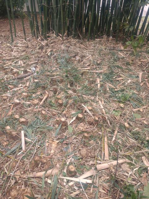 20190719 Fazenda Bambusa tuldoides touceira a ser removida para obra nova adm estrutura (4)