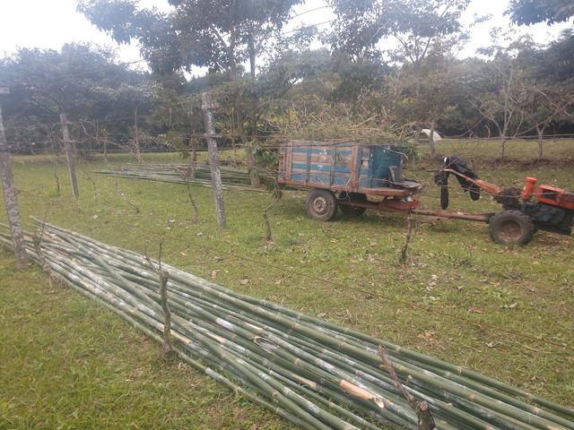 20190719 Fazenda Bambusa tuldoides touceira a ser removida para obra nova adm estrutura (6) bambus cortados