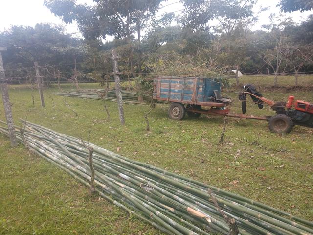 20190719 Fazenda Bambusa tuldoides touceira a ser removida para obra nova adm estrutura (7) bambus cortados