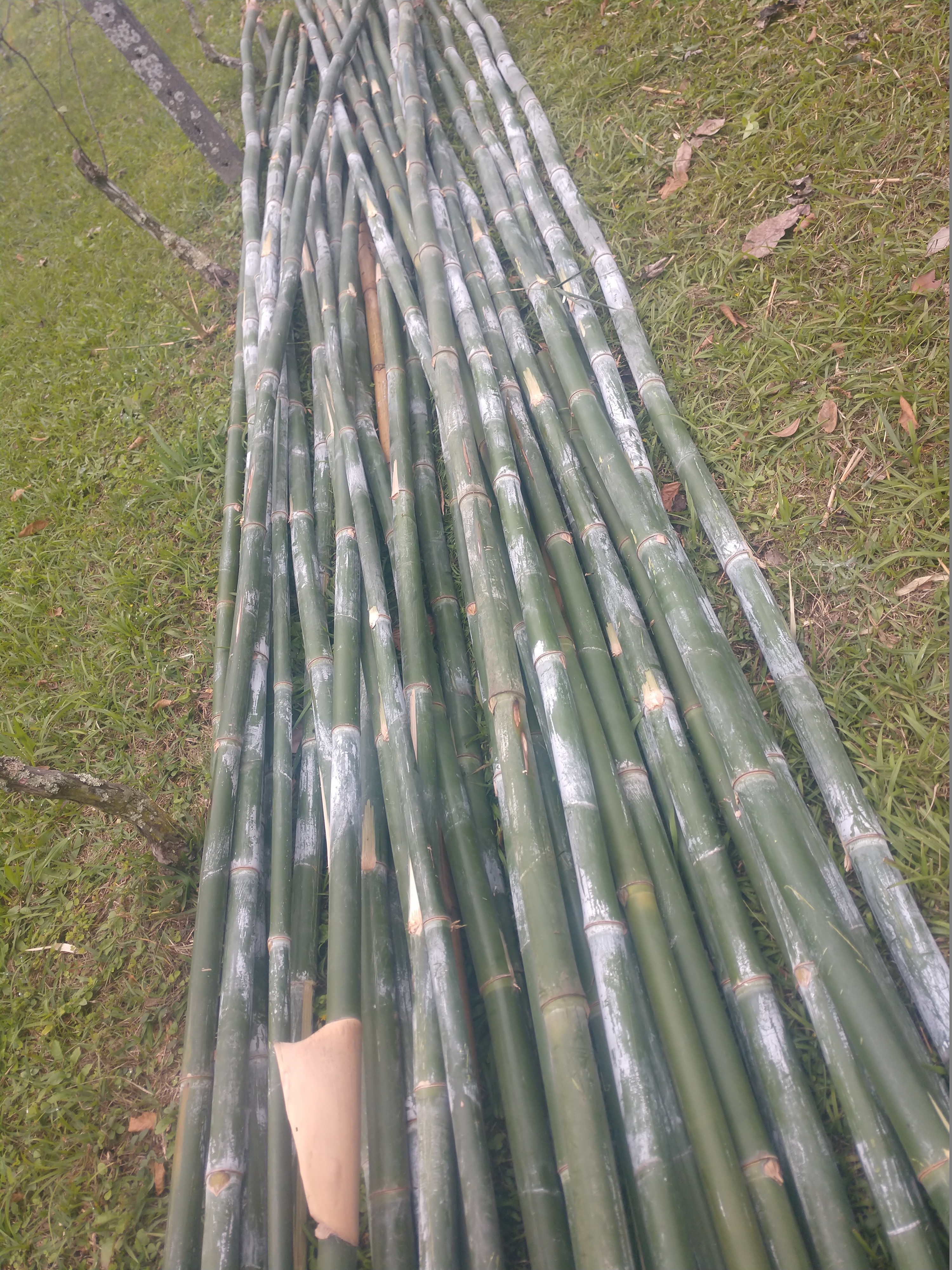 20190719 Fazenda Bambusa tuldoides touceira a ser removida para obra nova adm estrutura (8) bambus cortados verdes
