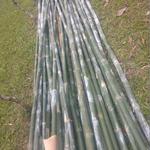 20190719 Fazenda Bambusa tuldoides touceira a ser removida para obra nova adm estrutura (8) bambus cortados verdes