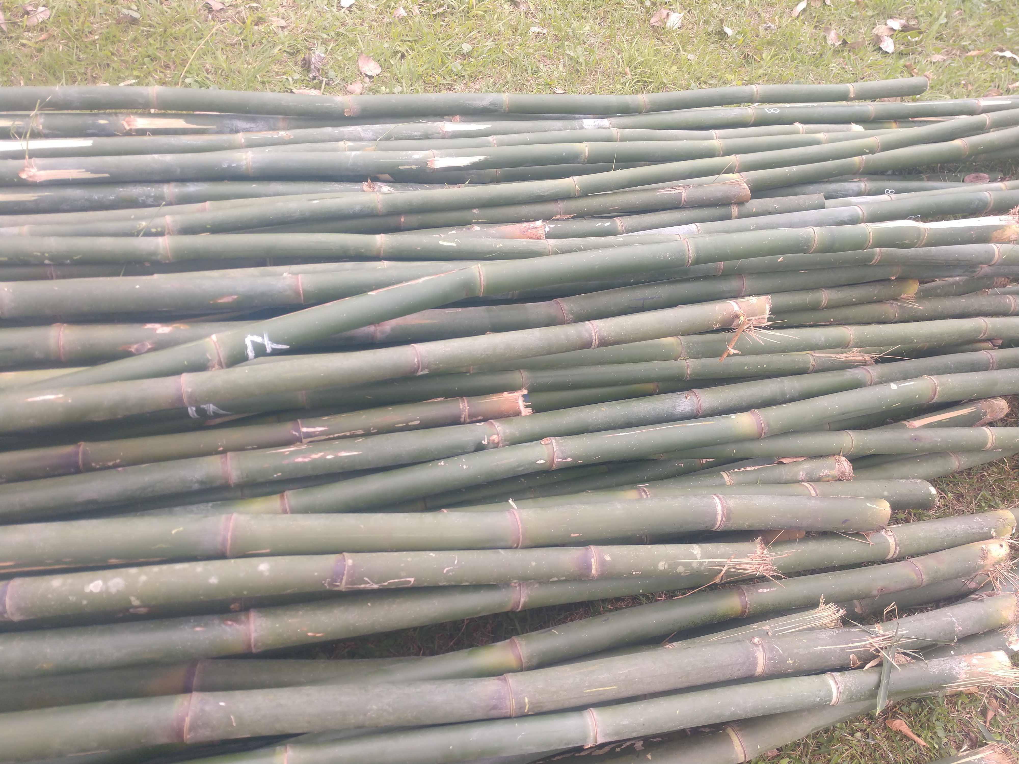 20190719 Fazenda Bambusa tuldoides touceira a ser removida para obra nova adm estrutura (9) bambus cortados maduros