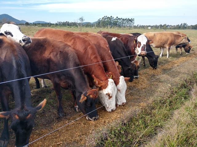 20190723 Fazenda Bovinocultura gado comendo silagem de milho (1)