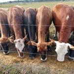 20190723 Fazenda Bovinocultura gado comendo silagem de milho (2)