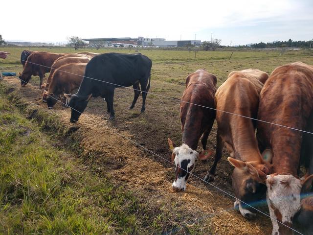 20190723 Fazenda Bovinocultura gado comendo silagem de milho (3)