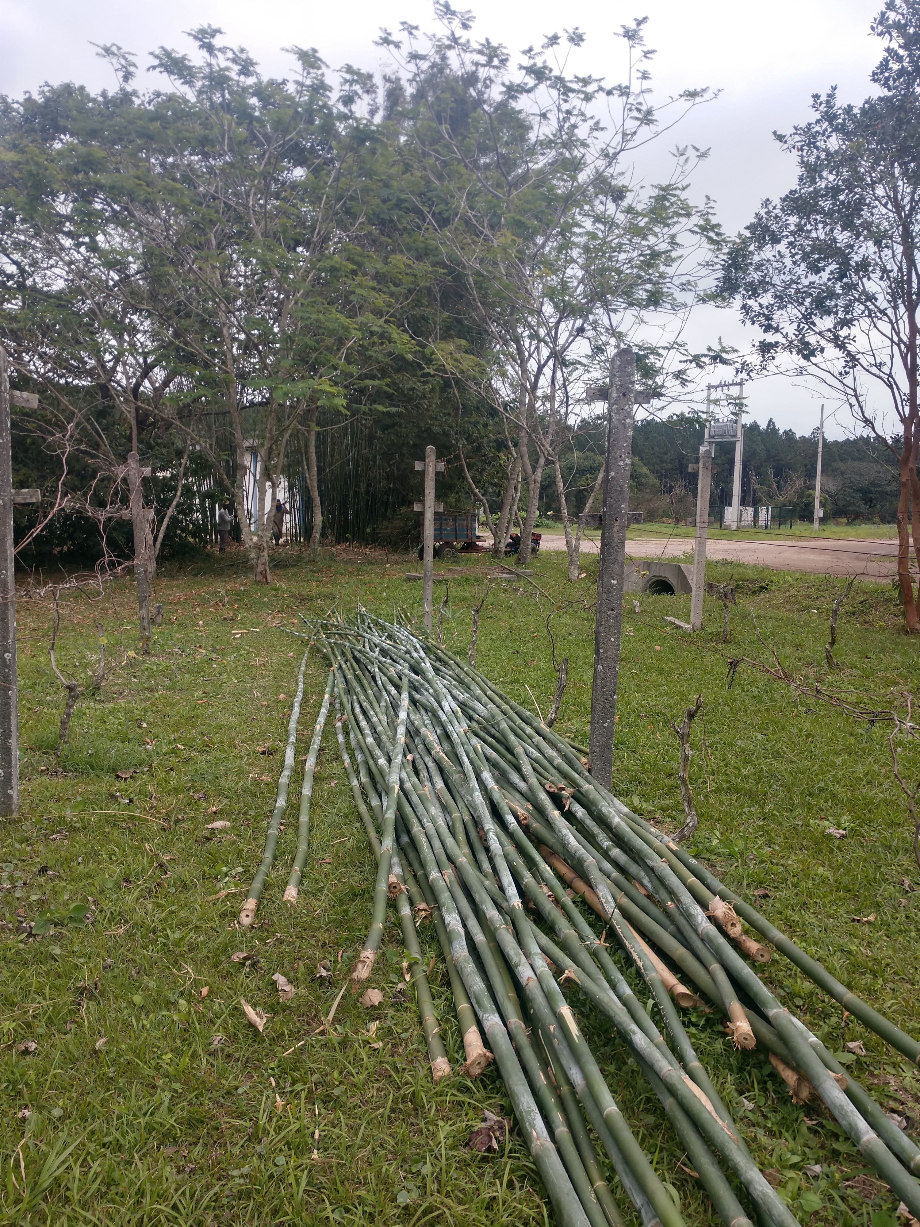 20190725 Fazenda Bambusa tuldoides após cortados para construção nova adm (1)