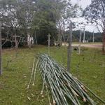 20190725 Fazenda Bambusa tuldoides após cortados para construção nova adm (1)