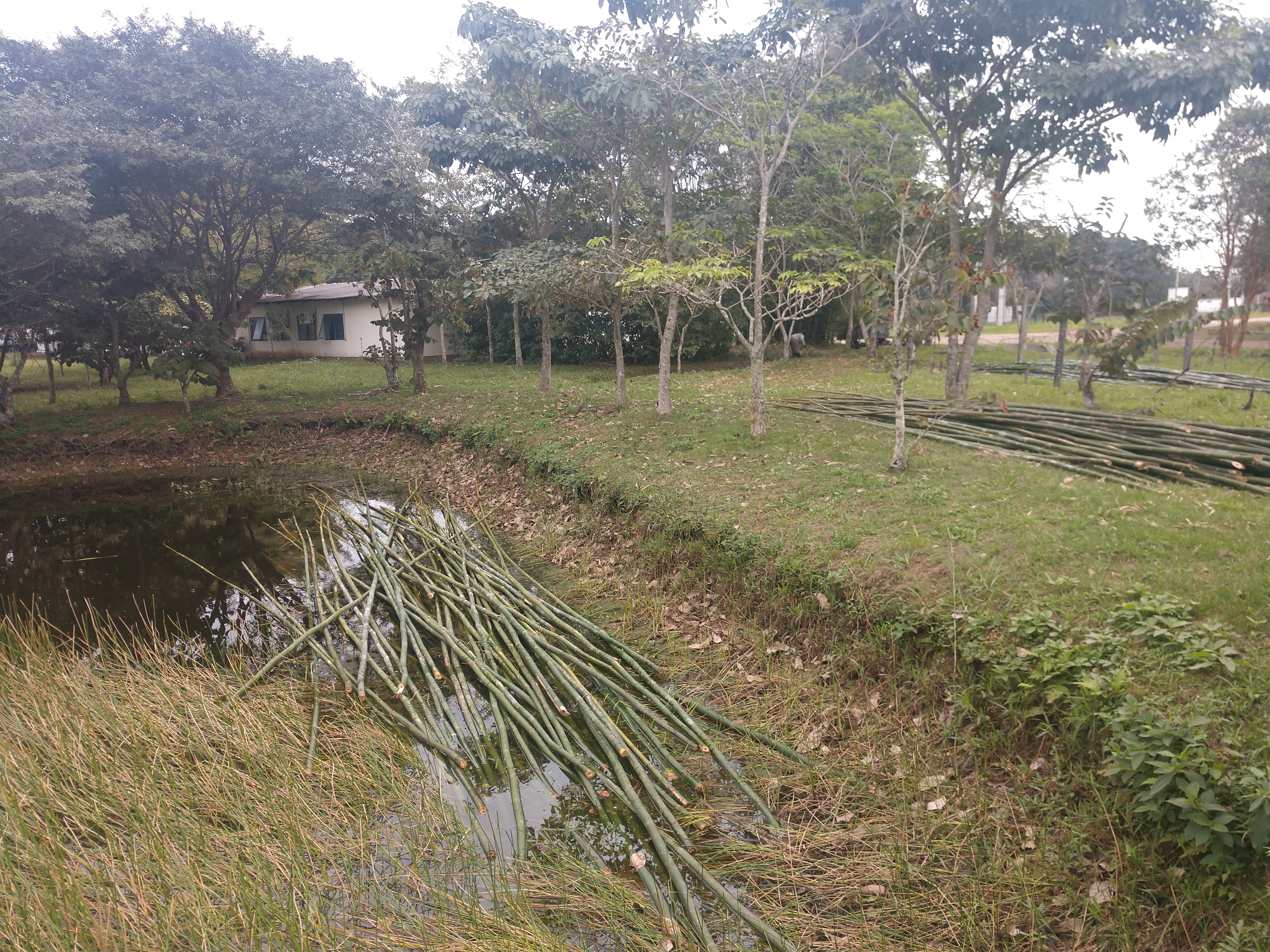 20190725 Fazenda Bambusa tuldoides após cortados para construção nova adm (2)