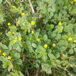 20190725 Fazenda Leguminosa forrageira Fabaceae atrás das estufas Florada (2)