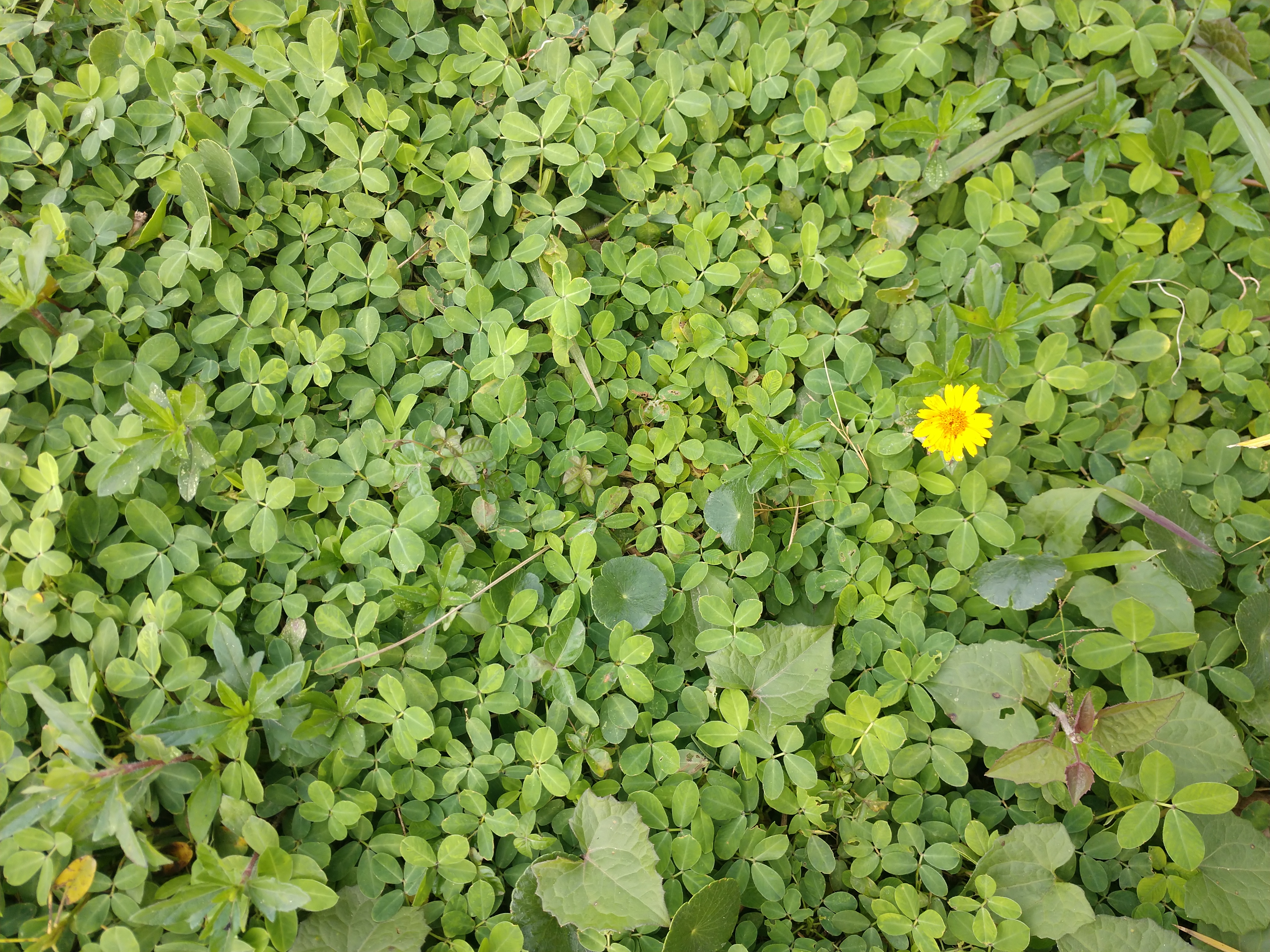 20190809 Fazenda Amendoim-forrageiro florada crucífera