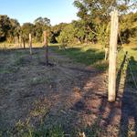 20190814 Fazenda Pomar estrutura sistema de condução Macieira Fruticultura (1)