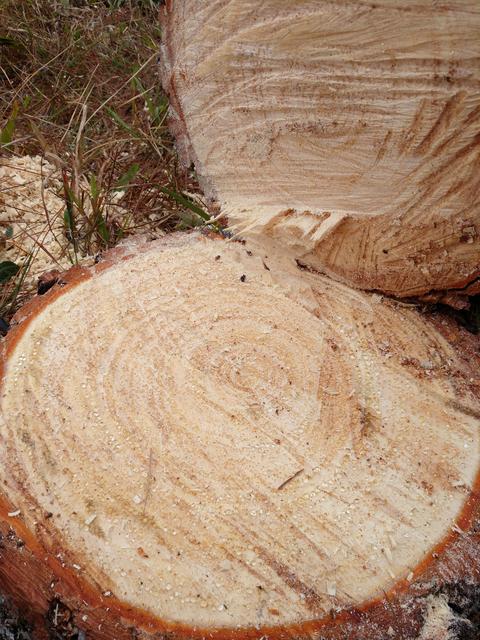 20190819 Fazenda área norte quase na pista Pinus cortado soltando seiva em todo o lenho