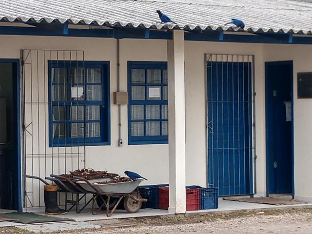 20190819 Fazenda gralhas-azuis roubando aipim mandioca colhida ornitofauna