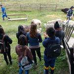 20190819 Fazenda Ovinocultura Aula Manejo ovelhas (2)