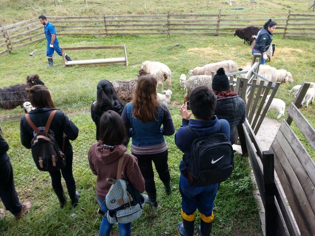 20190819 Fazenda Ovinocultura Aula Manejo ovelhas (2)