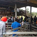 20190819 Fazenda Ovinocultura Aula Manejo ovelhas (3)