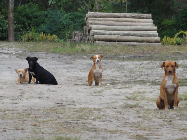 20110615 Fazenda cães 002.jpg
