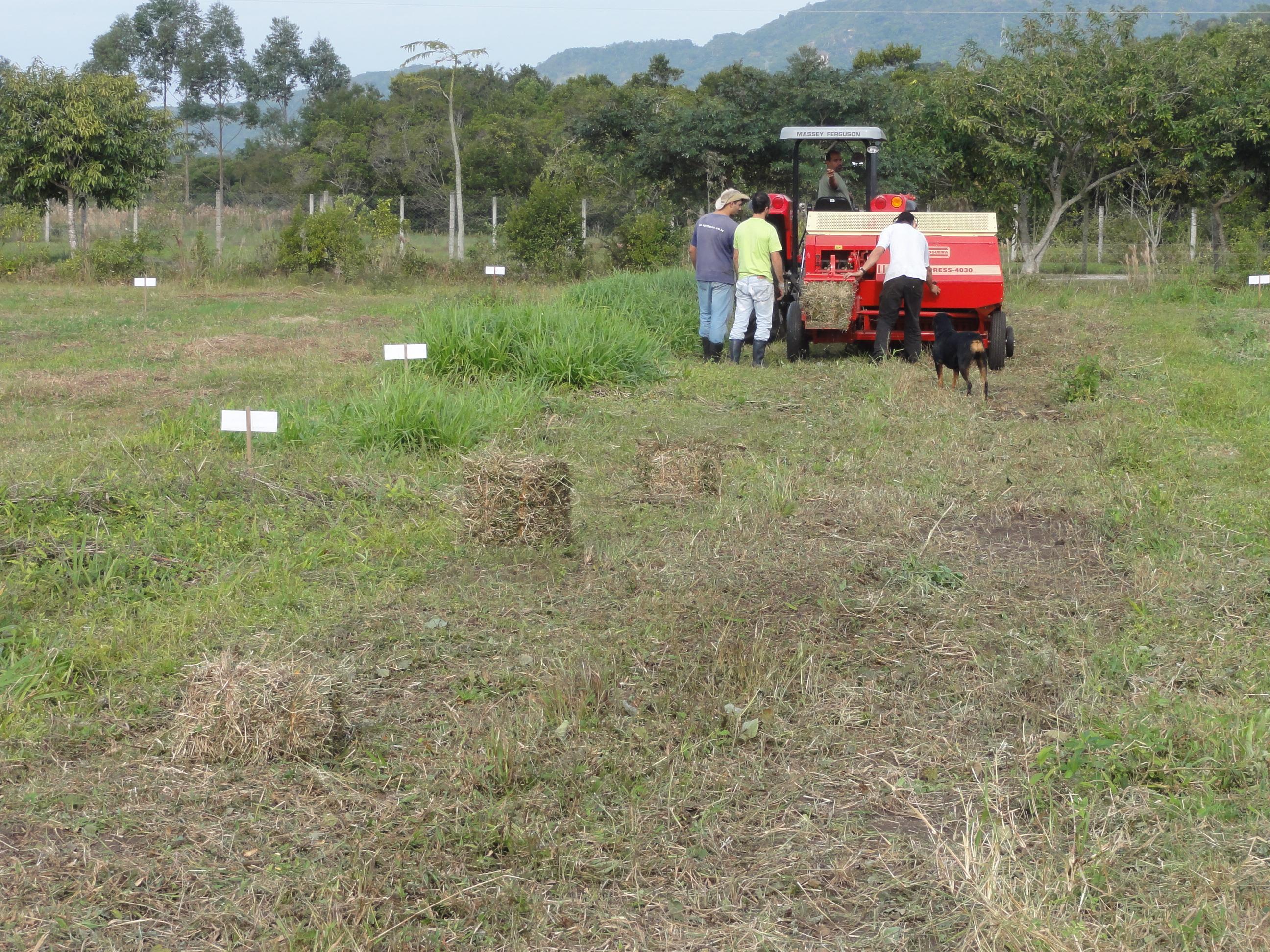 20110620 Fazenda teste enleirador fenador 021.jpg