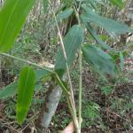 20110705 Fazenda Bambu herbaceo 004.jpg