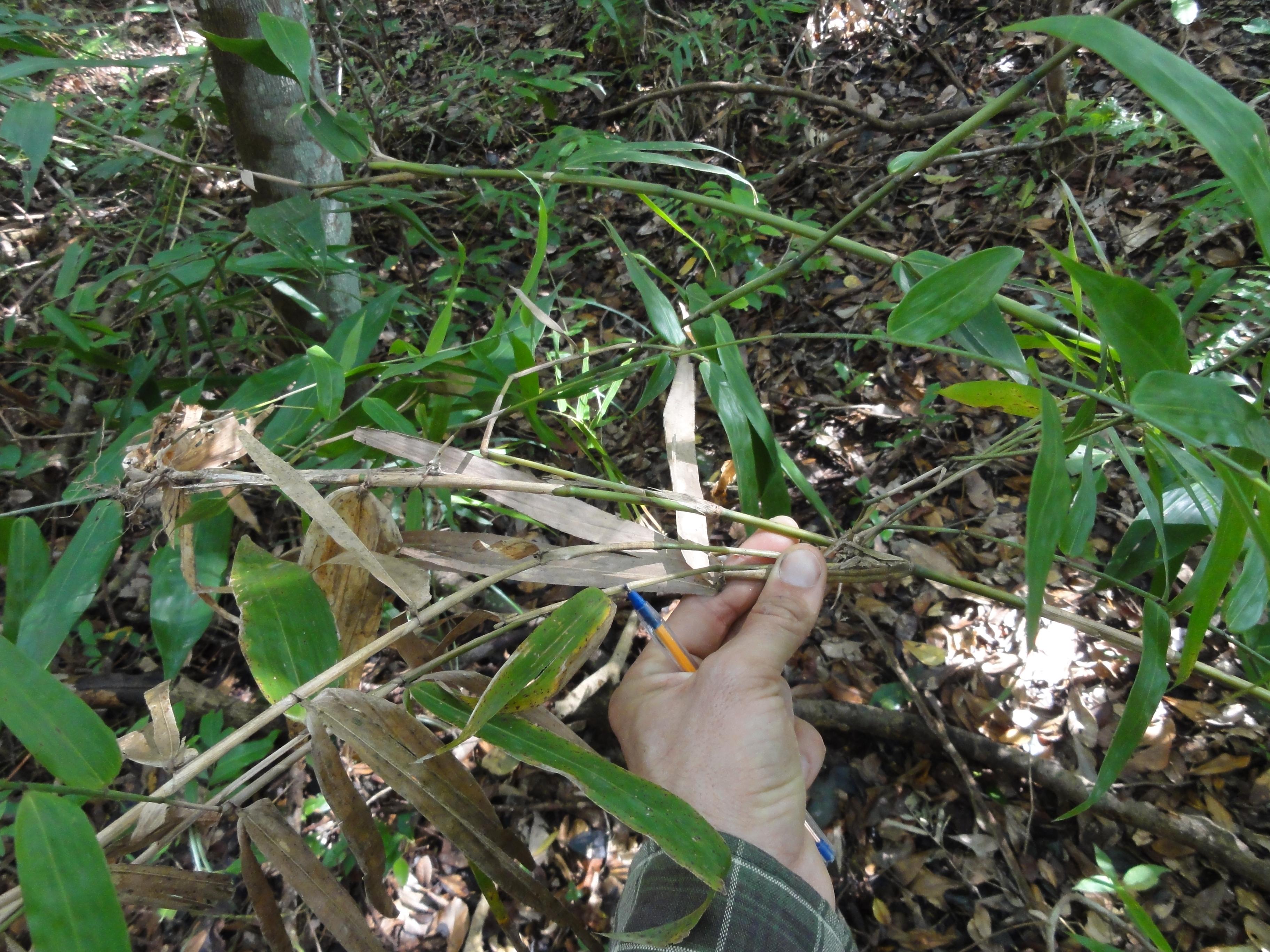 20110705 Fazenda Bambu herbaceo 006.jpg